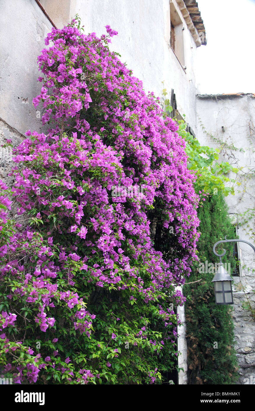 Bougainvillea flowers climbing house wall in Eze, France Stock Photo