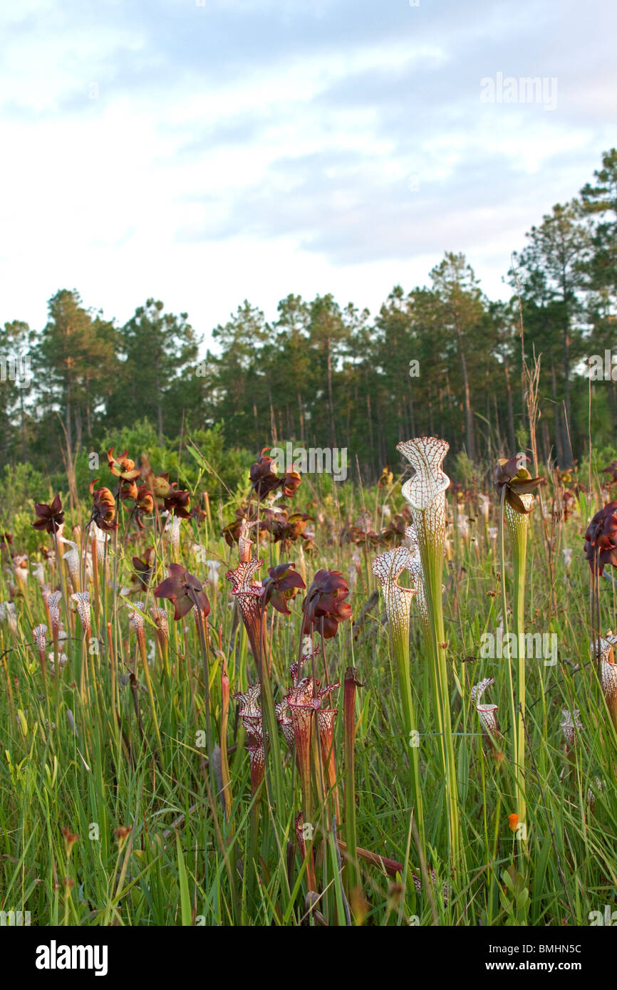 Carnivorous White-topped Pitcher Plants and old, past blooming flower heads Sarracenia leucophylla Seepage bog Alabama  USA Stock Photo