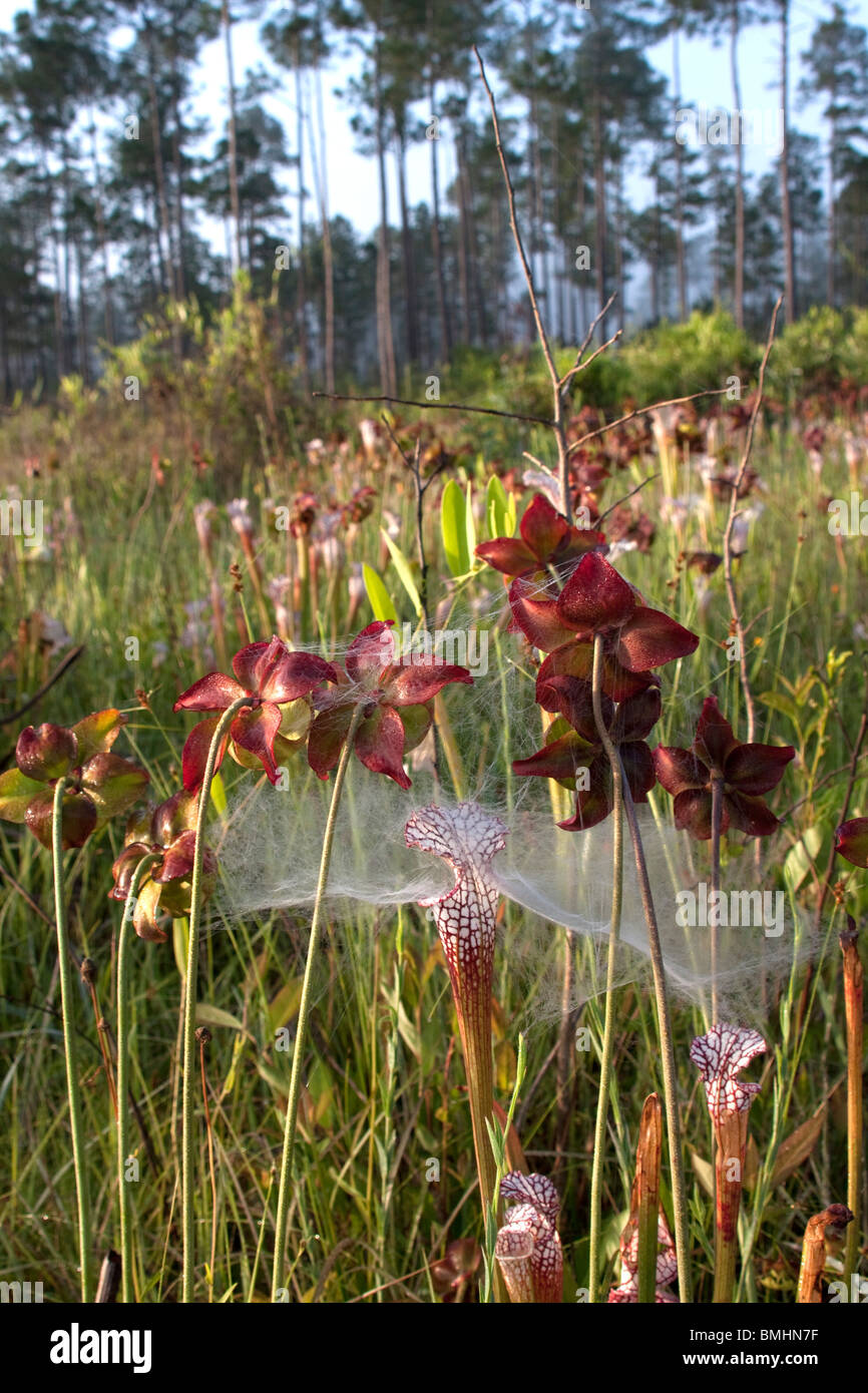 Carnivorous White-topped Pitcher Plants Sarracenia leucophylla  & old flower heads covered with spider web Alabama USA Stock Photo