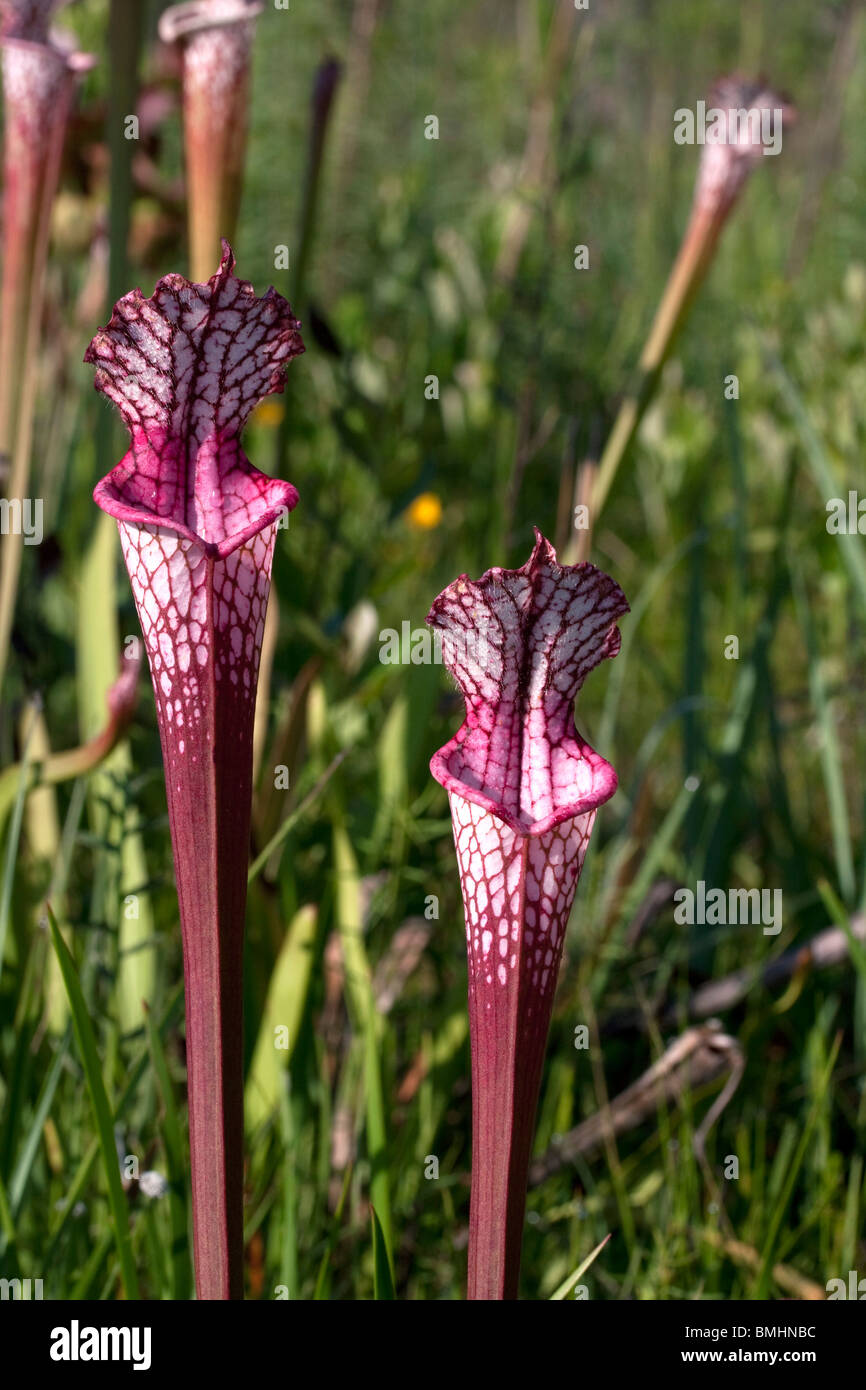 Carnivorous White-topped Pitcher Plant Red form with hybrid influence from other species Sarracenia leucophylla Alabama  USA Stock Photo