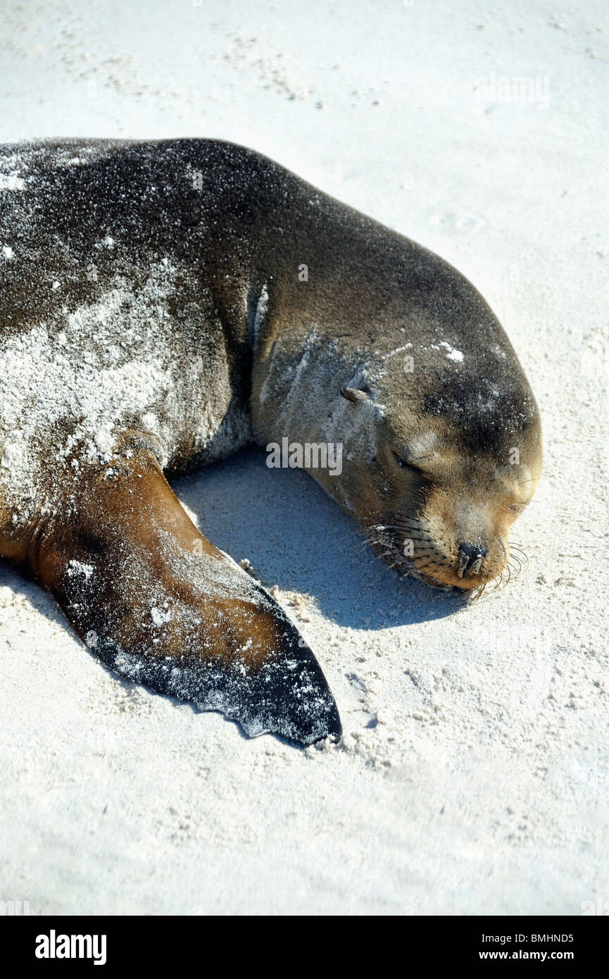 Sea Lion Pup (portrait) napping on white sand beach Stock Photo