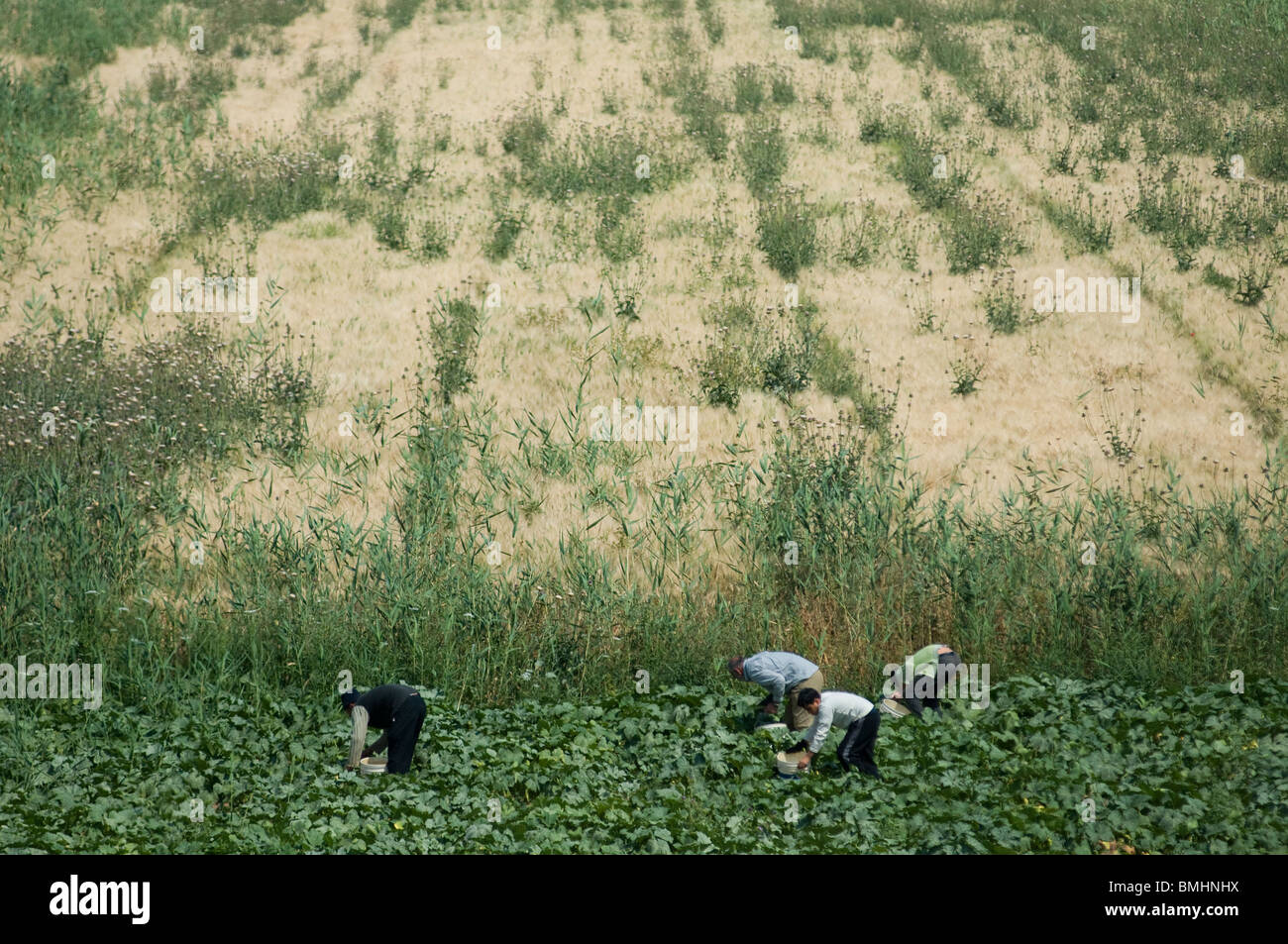 Jordanian farm workers harvesting in a field Jordan valley Stock Photo