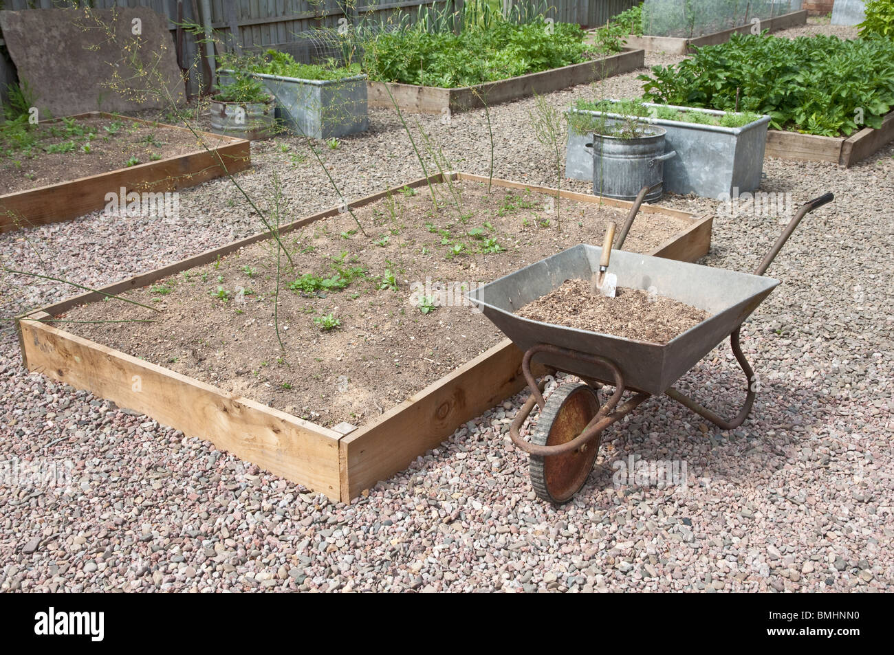 Raised Asparagus bed with Wheelbarrow, in the vegetable garden at Bryan's Ground, Stapleton, Herefordshire, UK Stock Photo