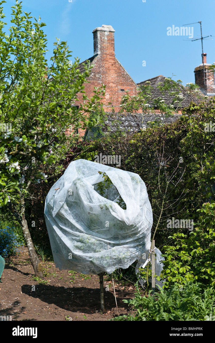 Protect Fruit From Frost High Resolution Stock Photography and Images