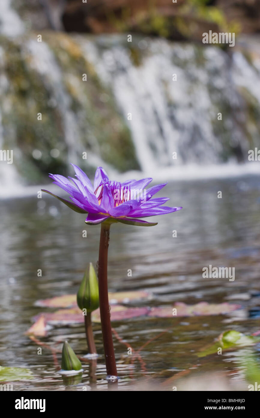 Lily waterfalls hires stock photography and images Alamy