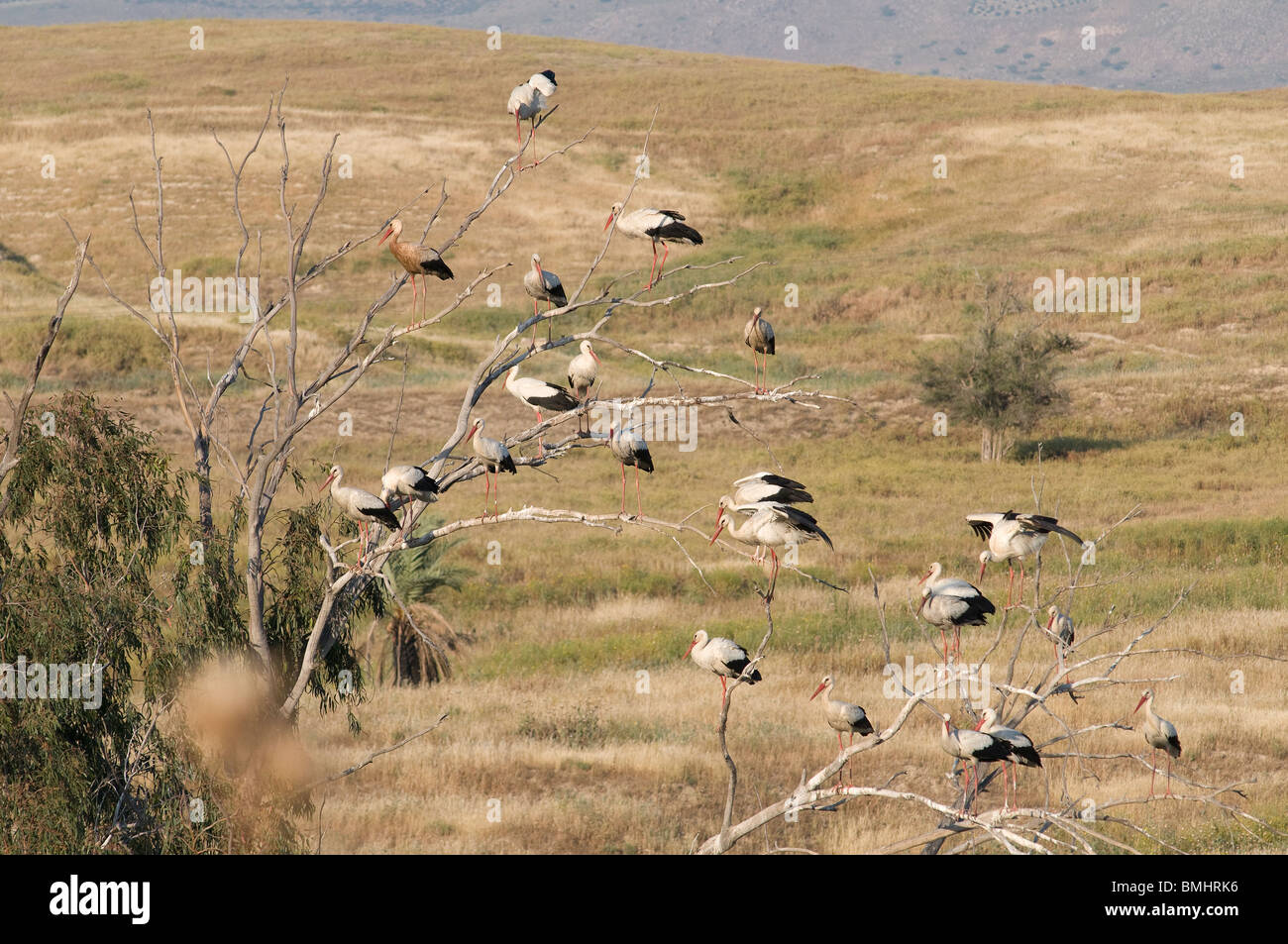 Flock of Common Eurasian cranes in the Jordan valley in Israel Stock Photo