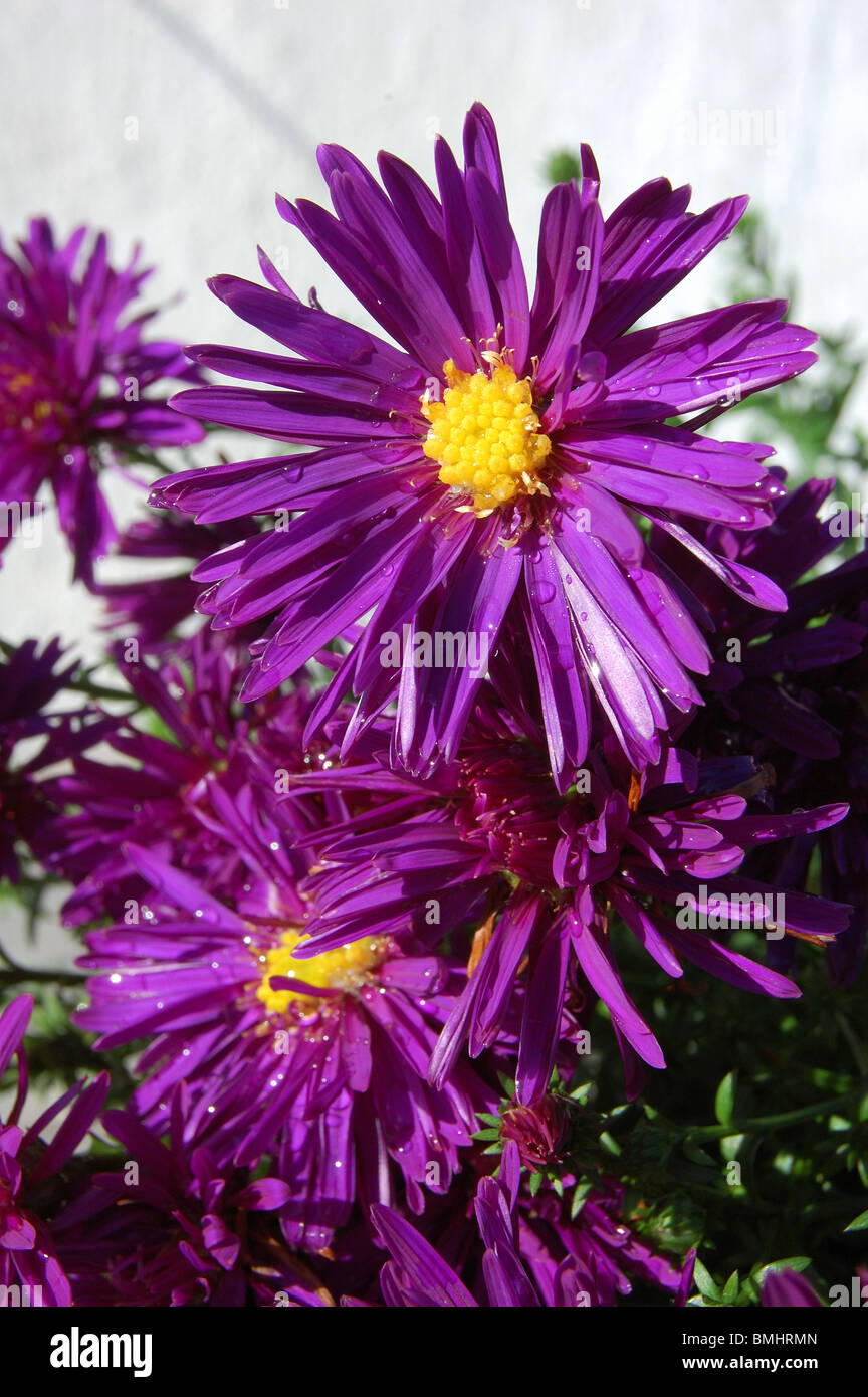 aster purple dome Stock Photo