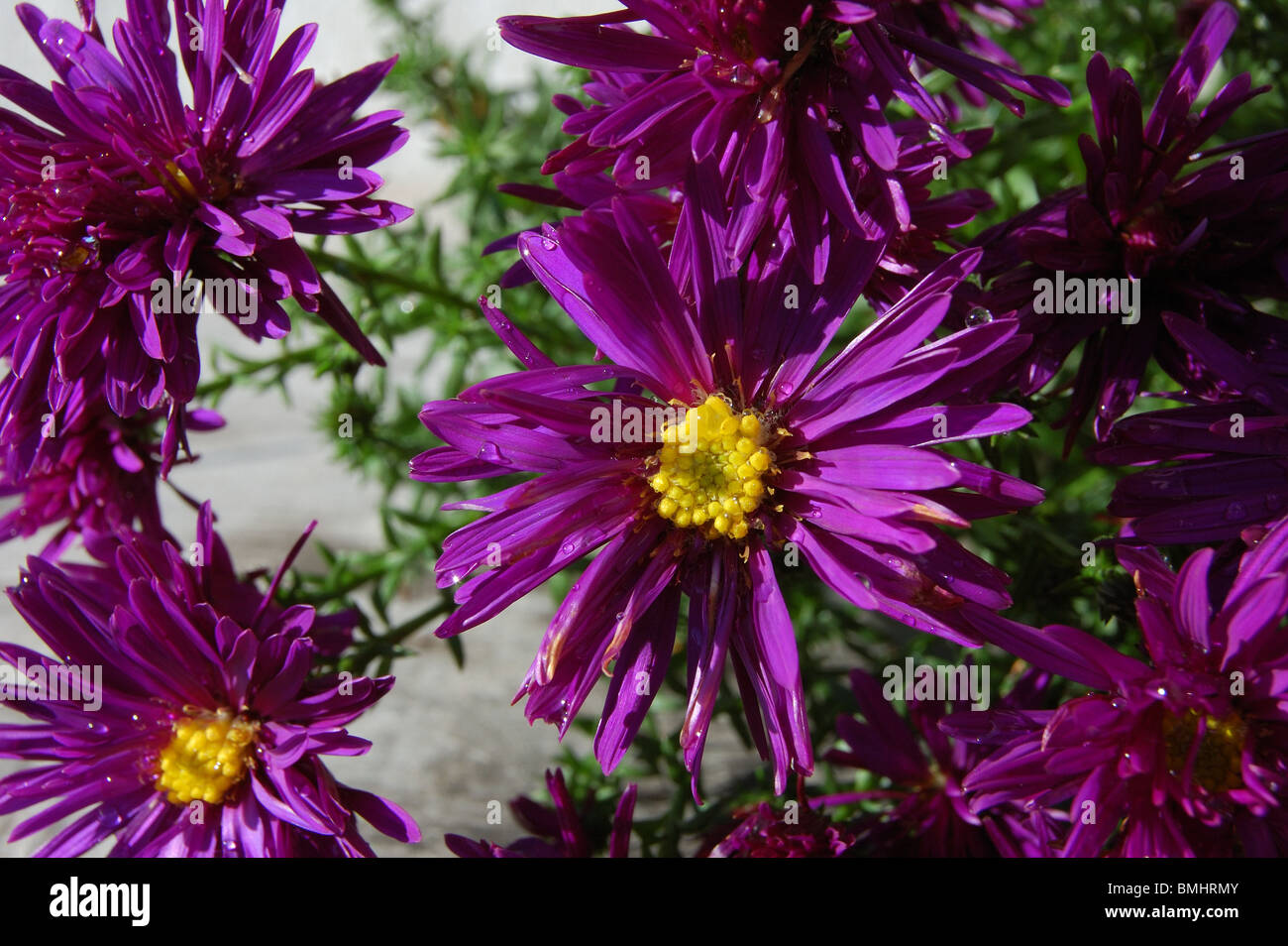 Purple dome hi-res stock photography and images - Alamy