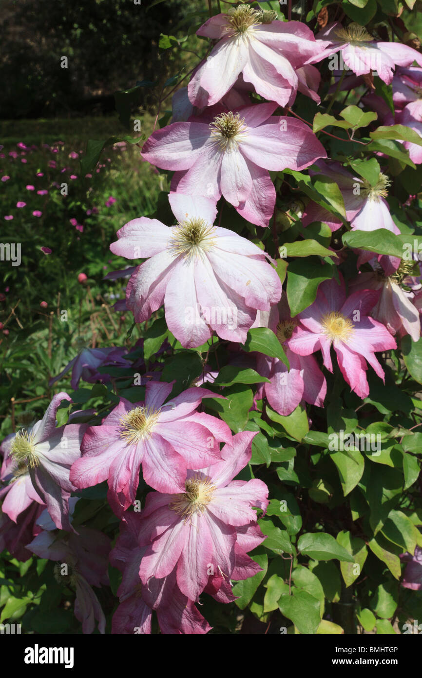 Clematis clematis asao hires stock photography and images Alamy
