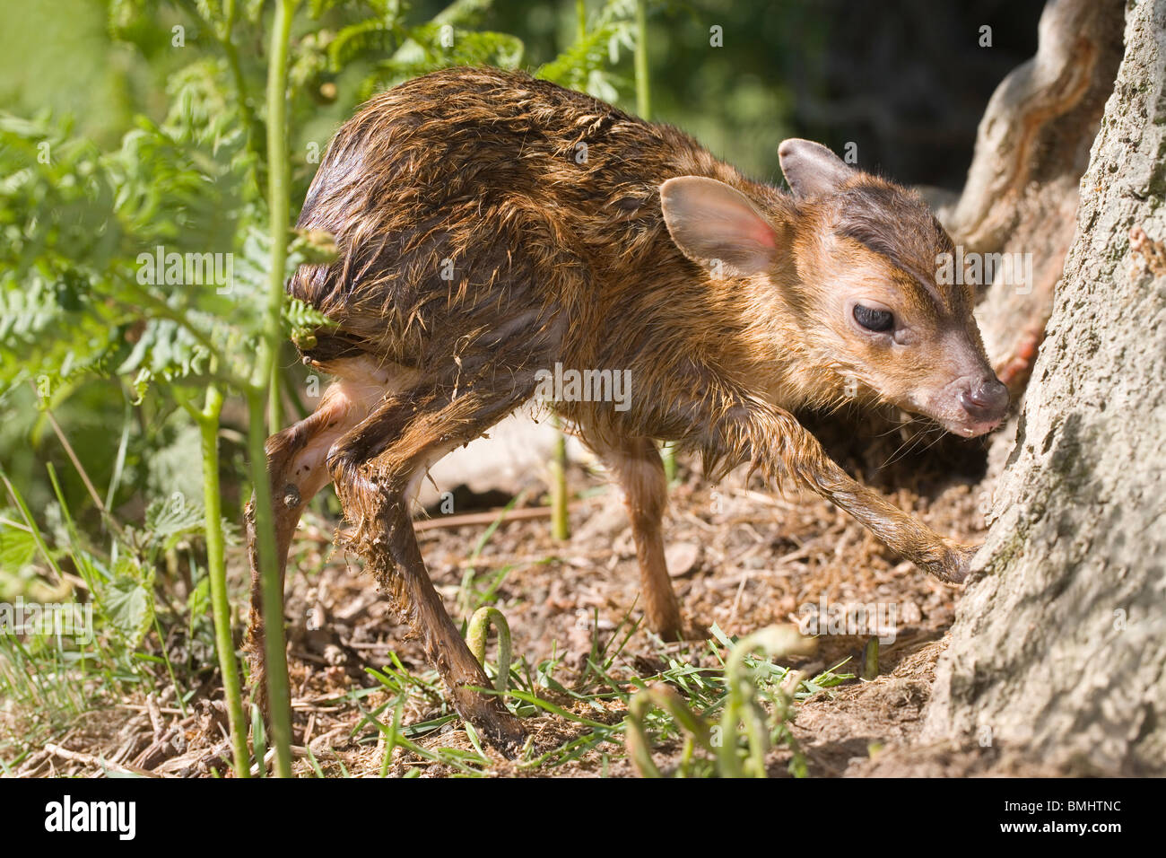 Muntjac Deer (Muntiacus reevei). Fawn, just born, on its feet for the first time. Spring. Norfolk. England. Stock Photo