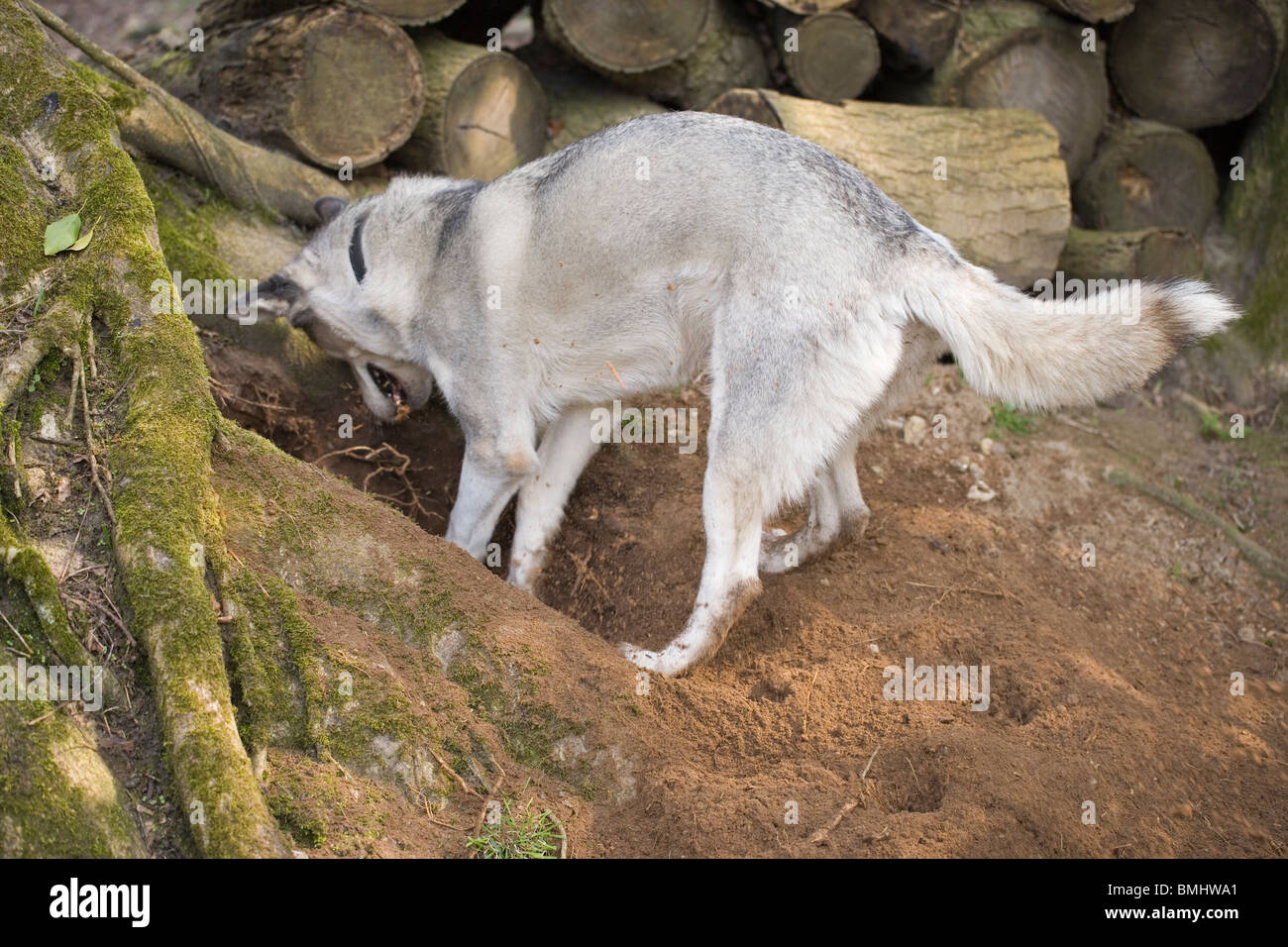 Dog (Canis lupus familiaris). Domestic var. Siberian Husky, digging. Stock Photo