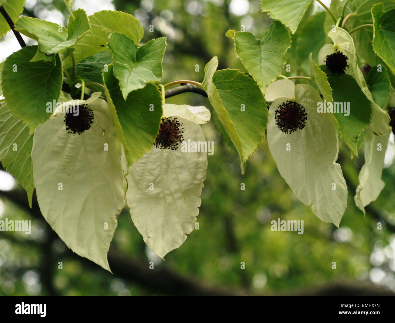 Three flowers hanging of the spectacular Handkerchief tree Stock Photo