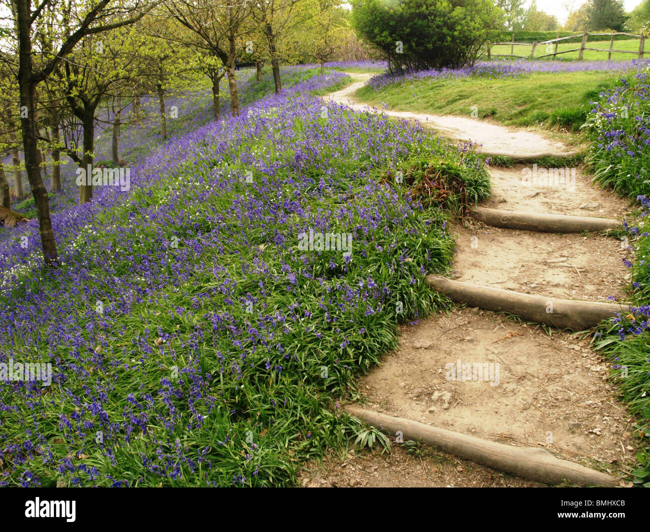 Winding steps and path going up through a bluebell wood Stock Photo
