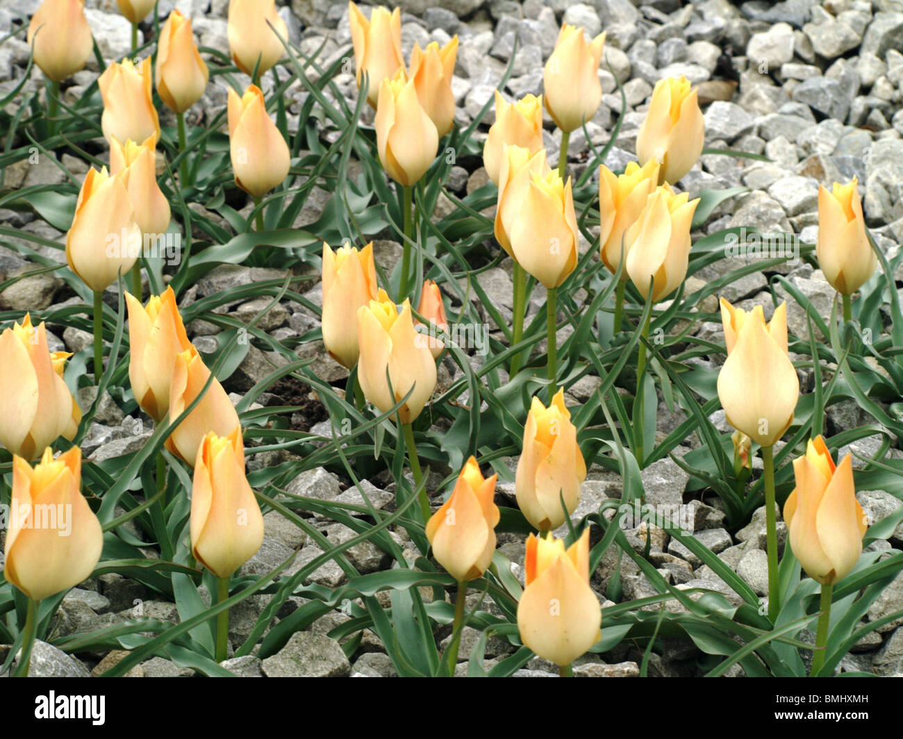 Miniature yellow rock tulips springing up from the rocky ground Stock Photo