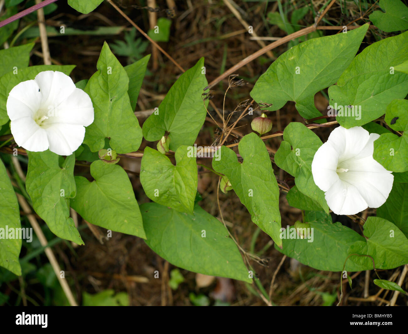 Hedge Bindweed showing two white flowers and a runner with leaves, Convolvulus arvensis Stock Photo