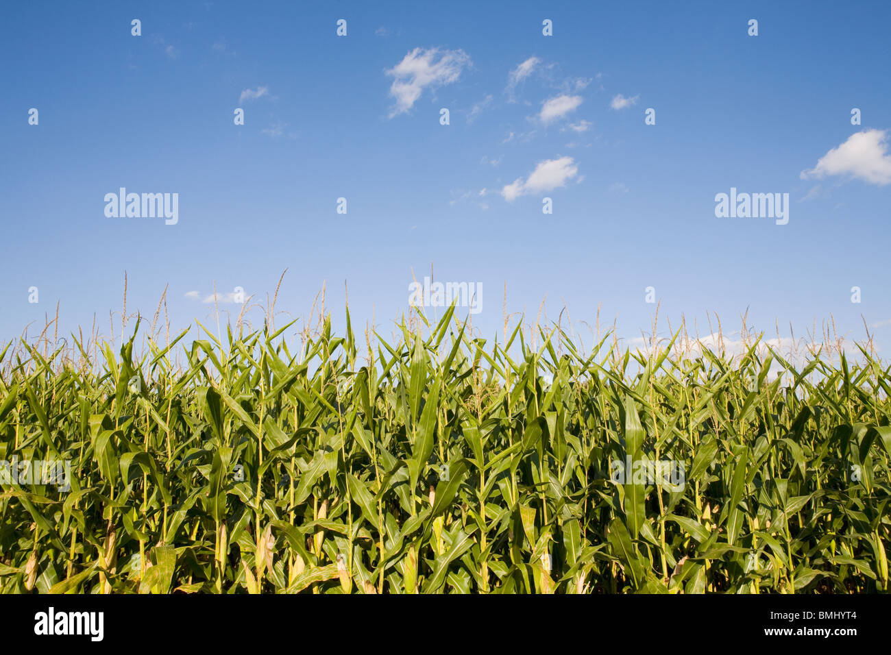 Field of corn Stock Photo