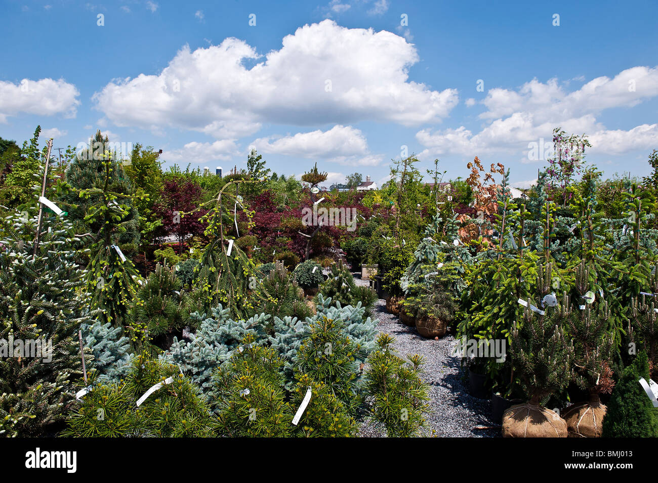 Tree nursery hires stock photography and images Alamy