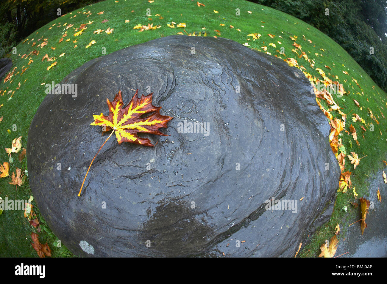 Autumn leaf floating in water Stock Photo - Alamy