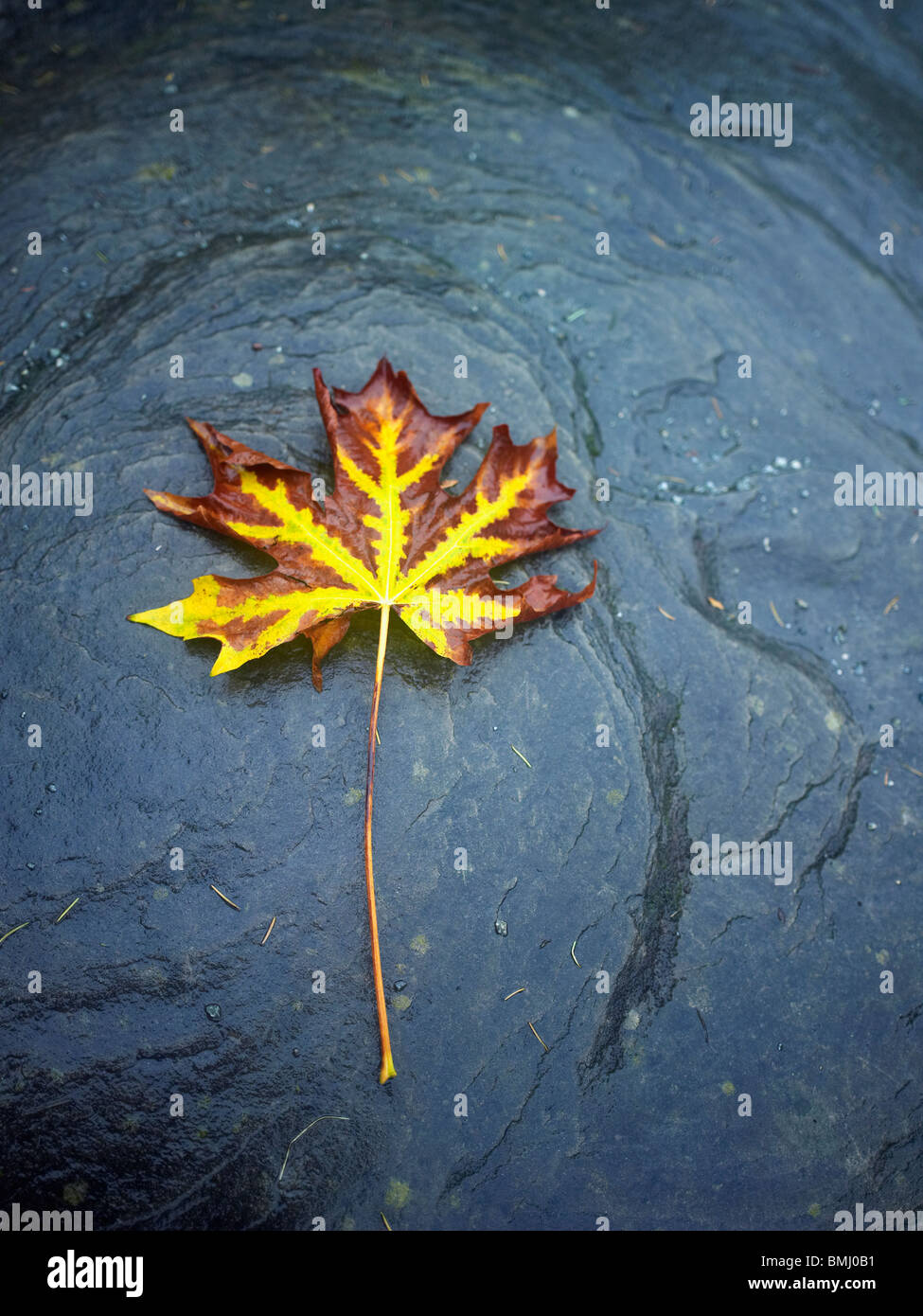 Autumn leaf floating in water Stock Photo - Alamy