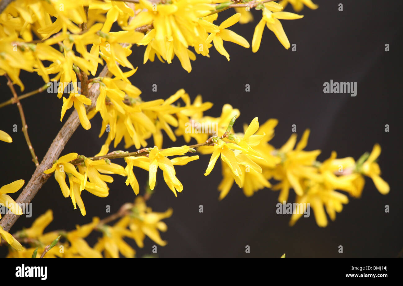 The flowering shrub Forsythia, yellow flowers close up against a black background, England, UK Stock Photo