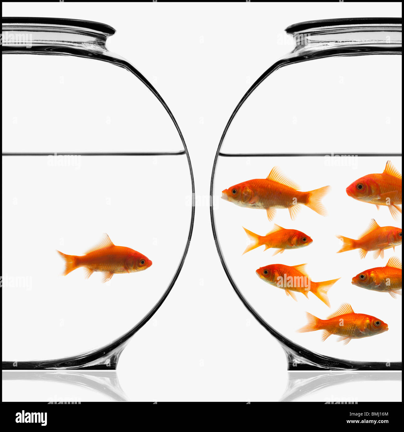 Goldfish Bowls Stock Photos & Goldfish Bowls Stock Images Alamy