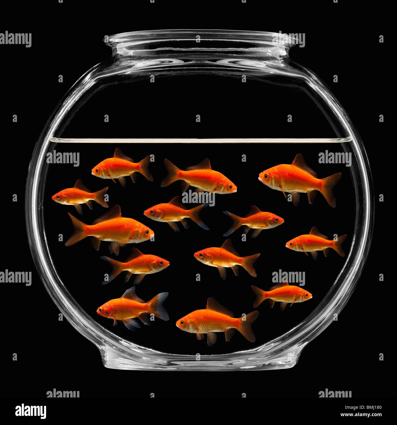 Goldfish swimming in bowl hires stock photography and images Alamy