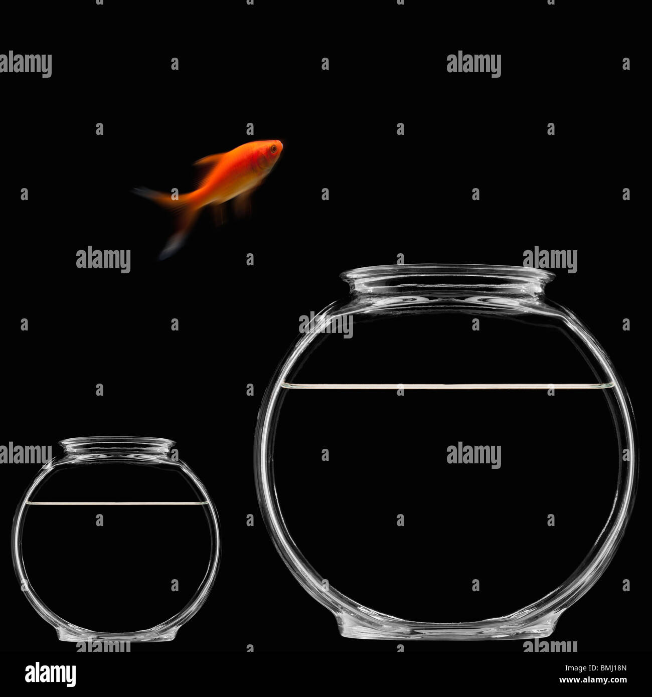 Goldfish jumping out of bowl Stock Photo