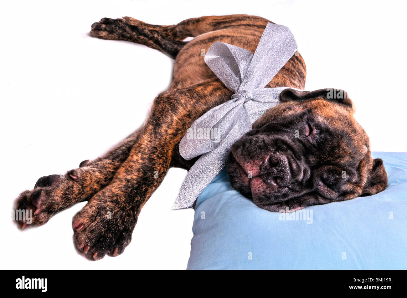 Puppy Sleeping on a Pillow Stock Photo Alamy