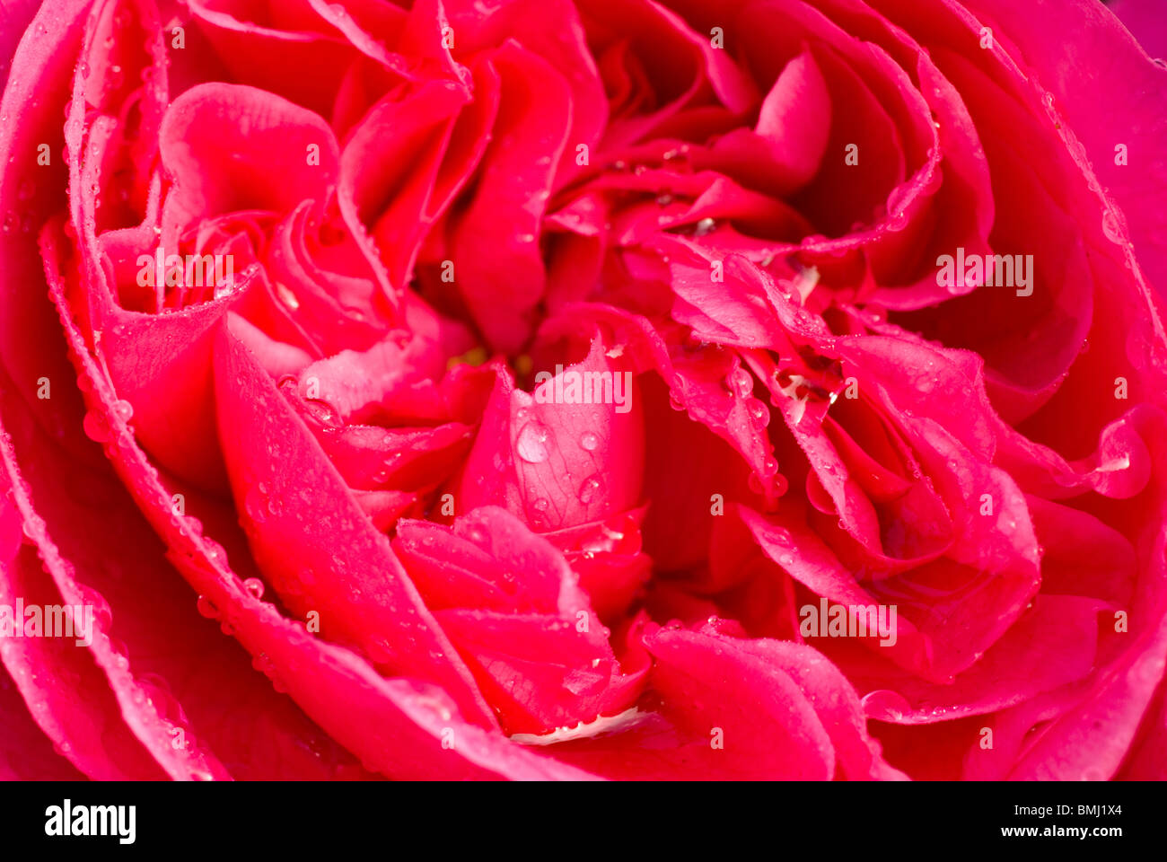 pink english rose Stock Photo Alamy