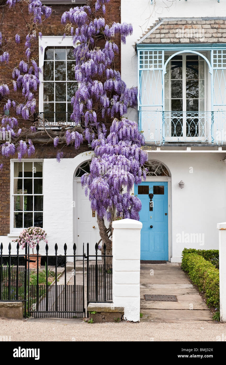 A wisteria (wisteria sinensis) in full bloom in late April on the