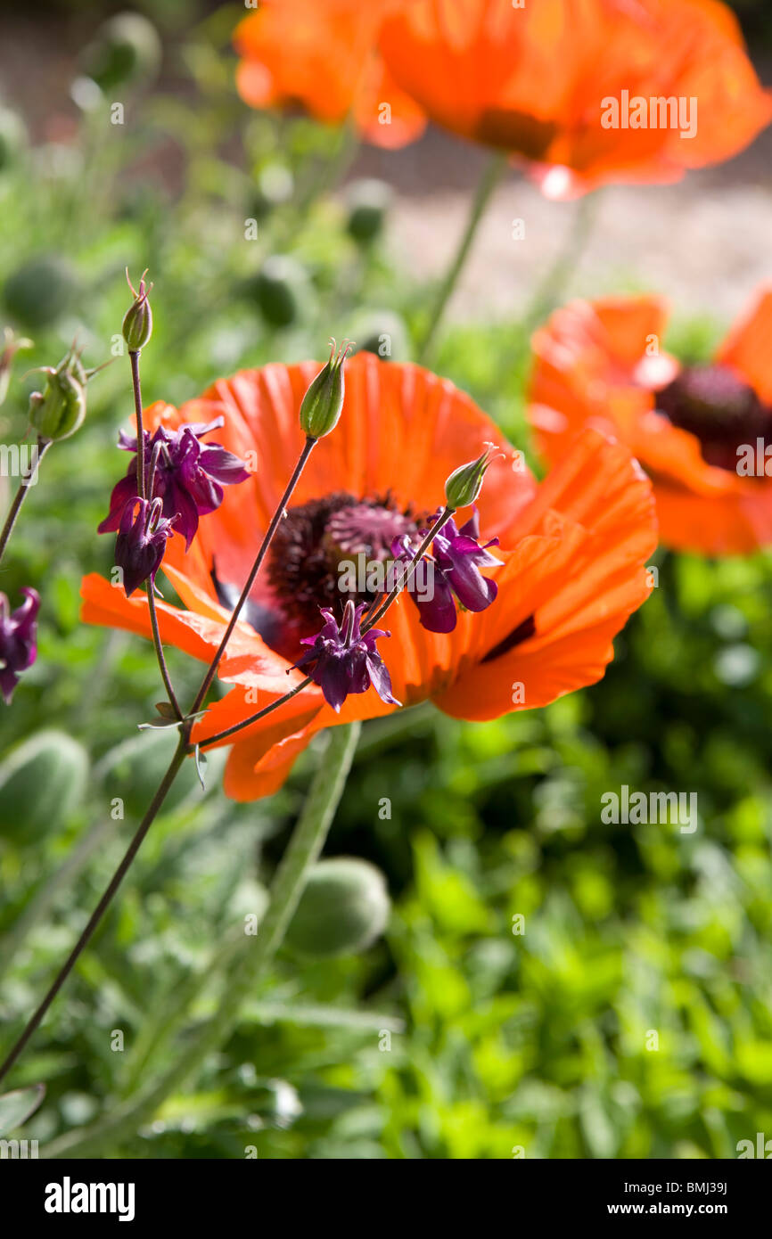 Red poppies Papaver rhoeas in an English garden in summer Stock Photo ...