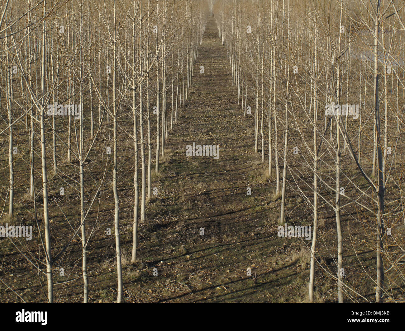 Provincia de Leon. España. CAMINO DE SANTIAGO. Leon province. Spain. WAY OF ST JAMES. Stock Photo