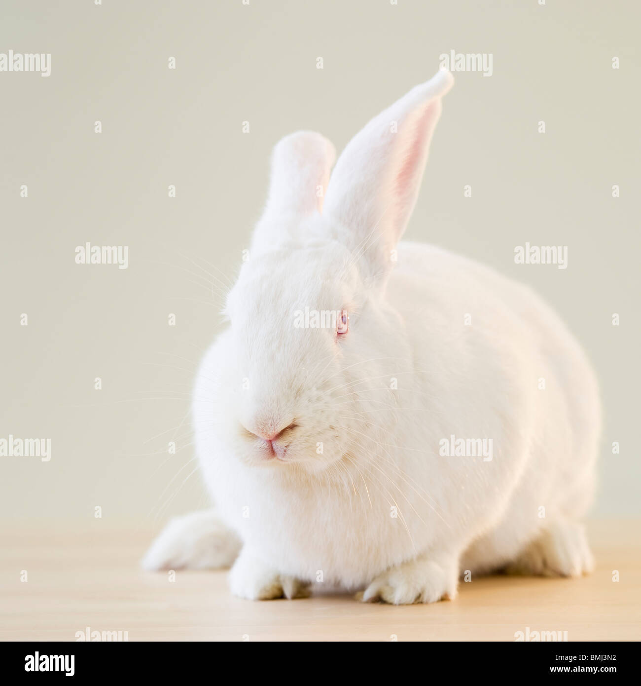 White rabbit Stock Photo
