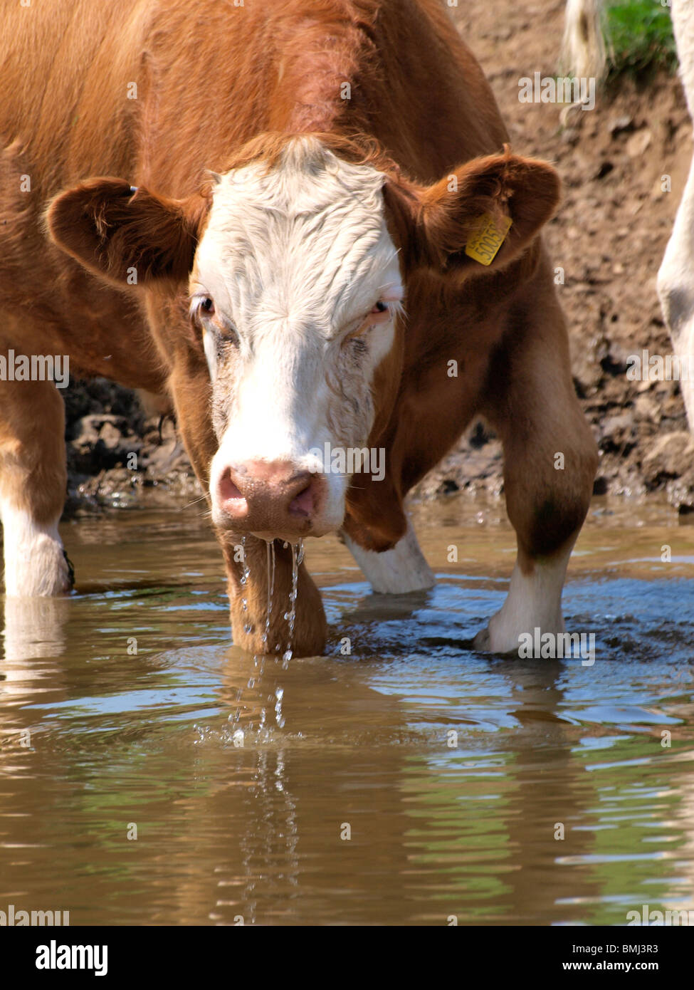 Cow drinking from the river Stock Photo
