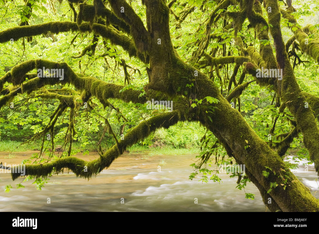 Bigleaf Maple (Acer macrophyllum) Mellicoma River, Oregon MAY Stock Photo