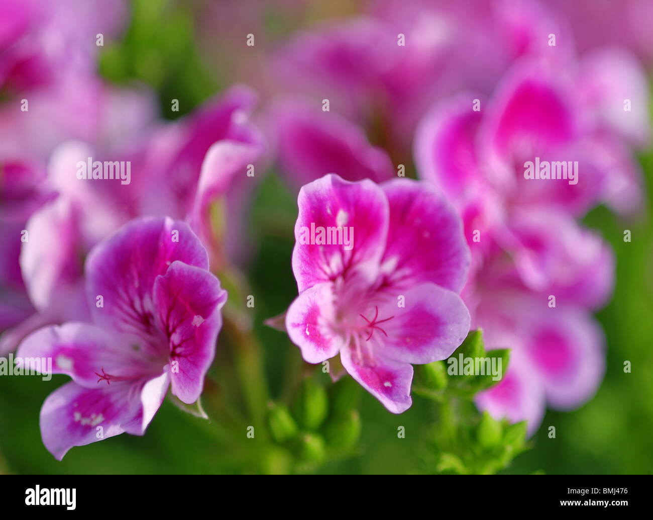 Pelargonium crispum (lemonscented Geranium Stock Photo Alamy