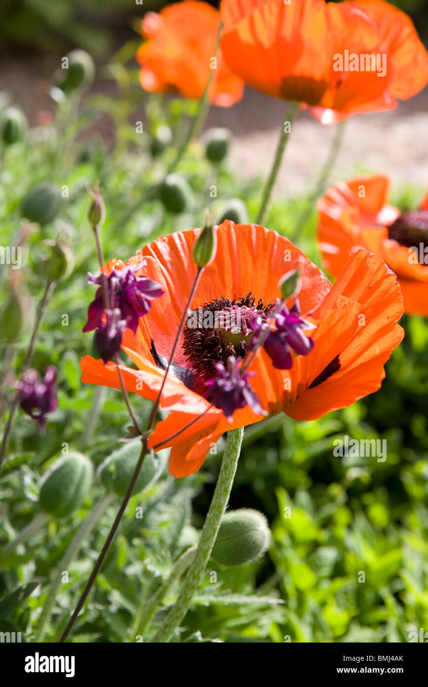 Poppies Papaver rhoeas in the sunshine in an English garden. Stock Photo