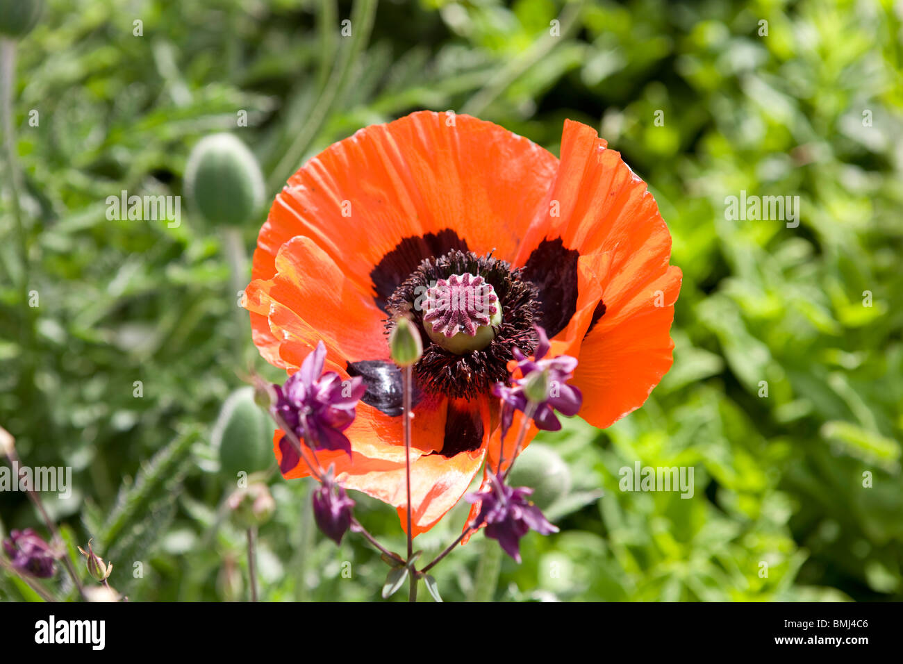 Red poppy Papaver rhoeas Stock Photo - Alamy