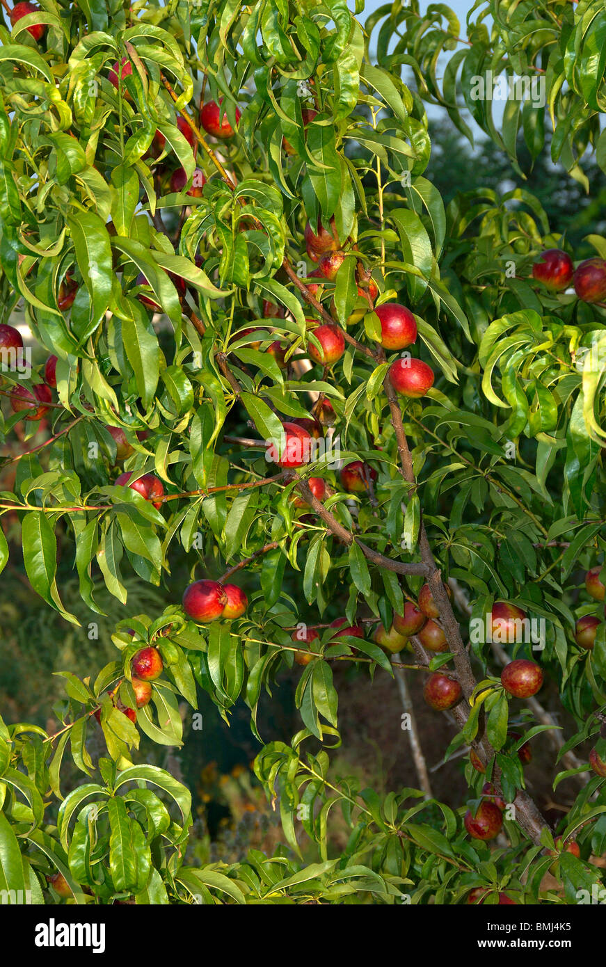 Nectarines tree hires stock photography and images Alamy