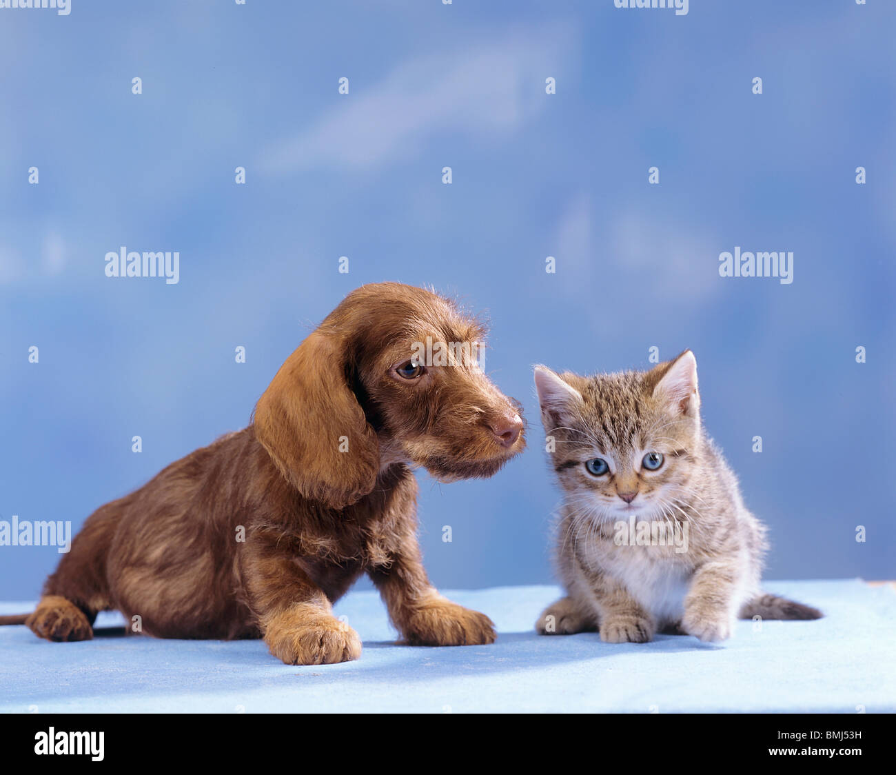 Animal friendship kitten and Wire haired Dachshund puppy sitting