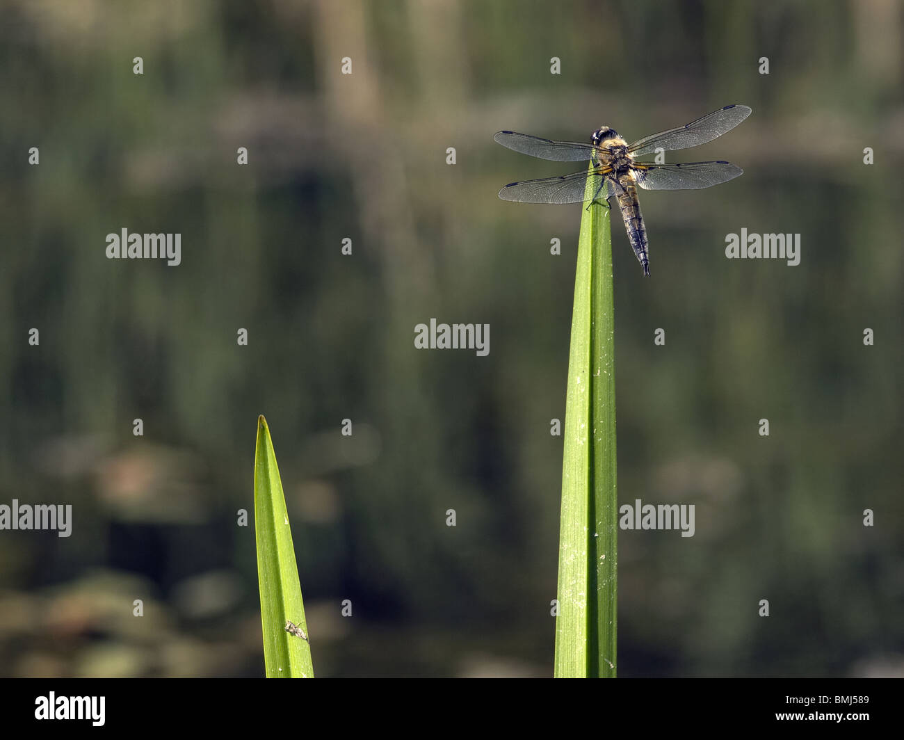 Beautiful dragonfly seating on green leaf Stock Photo - Alamy