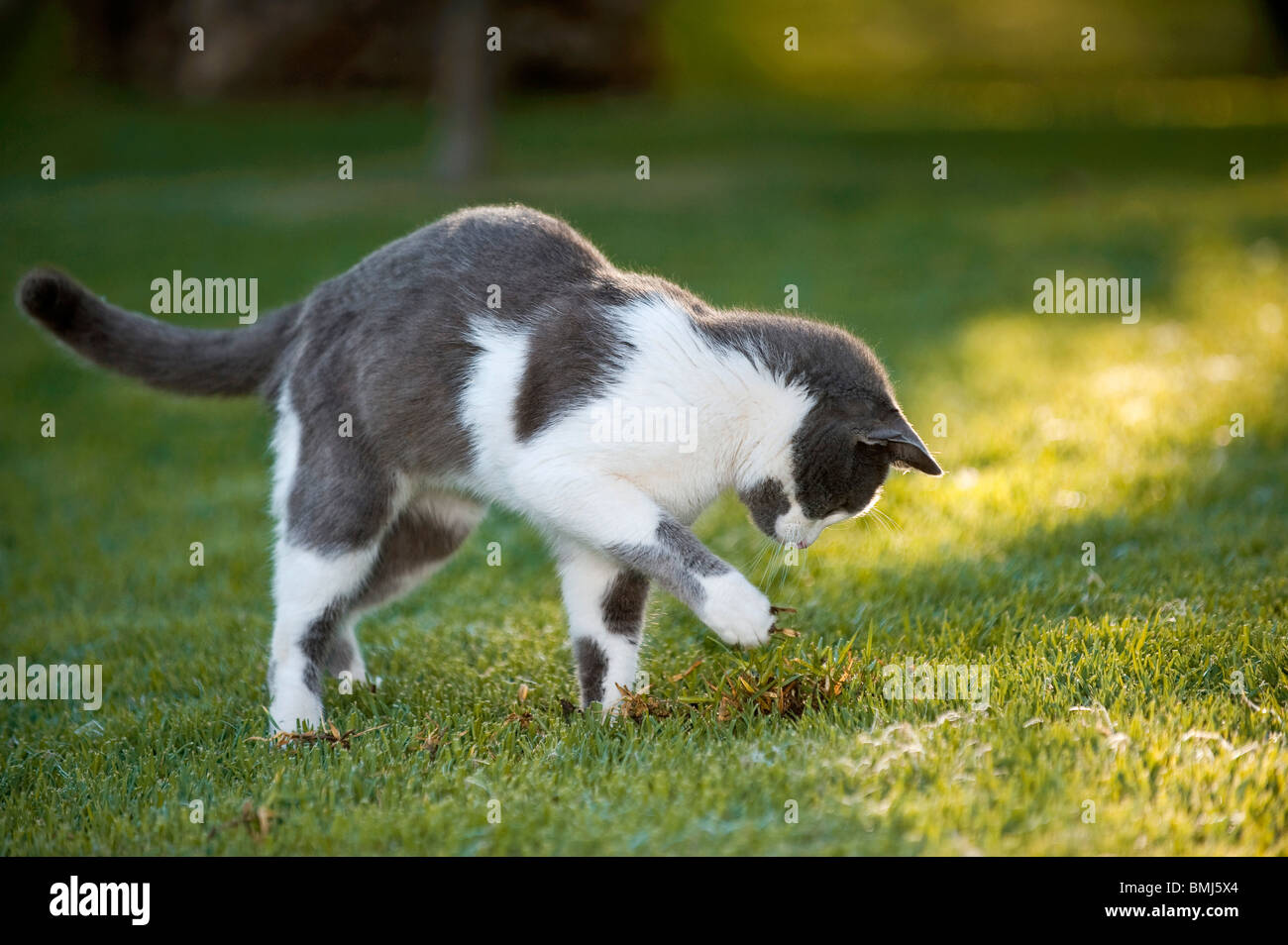 domestic cat catching prey Stock Photo