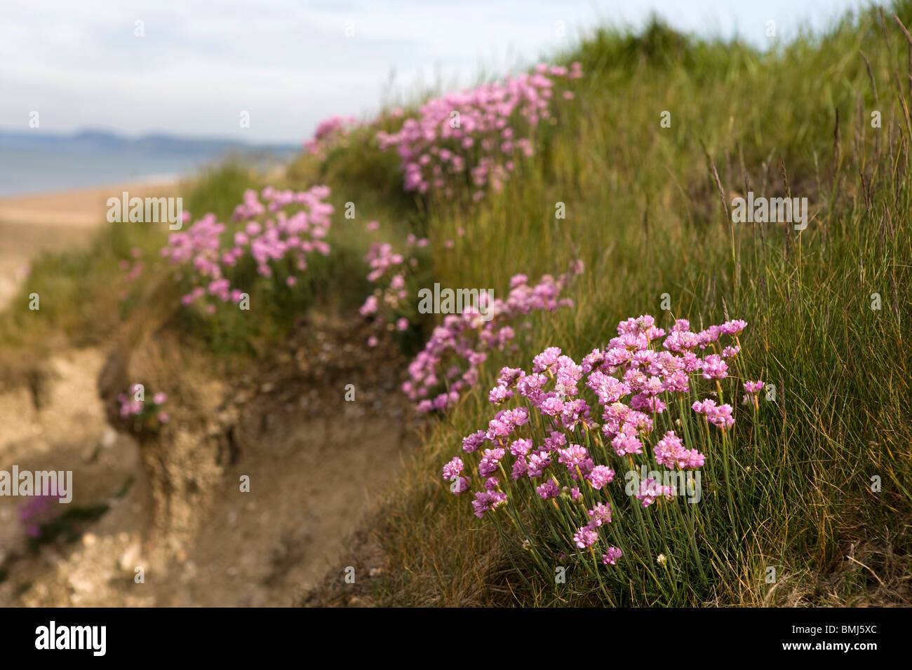 Armeria maritima pink sea thrift flower growing on a cliff Stock Photo