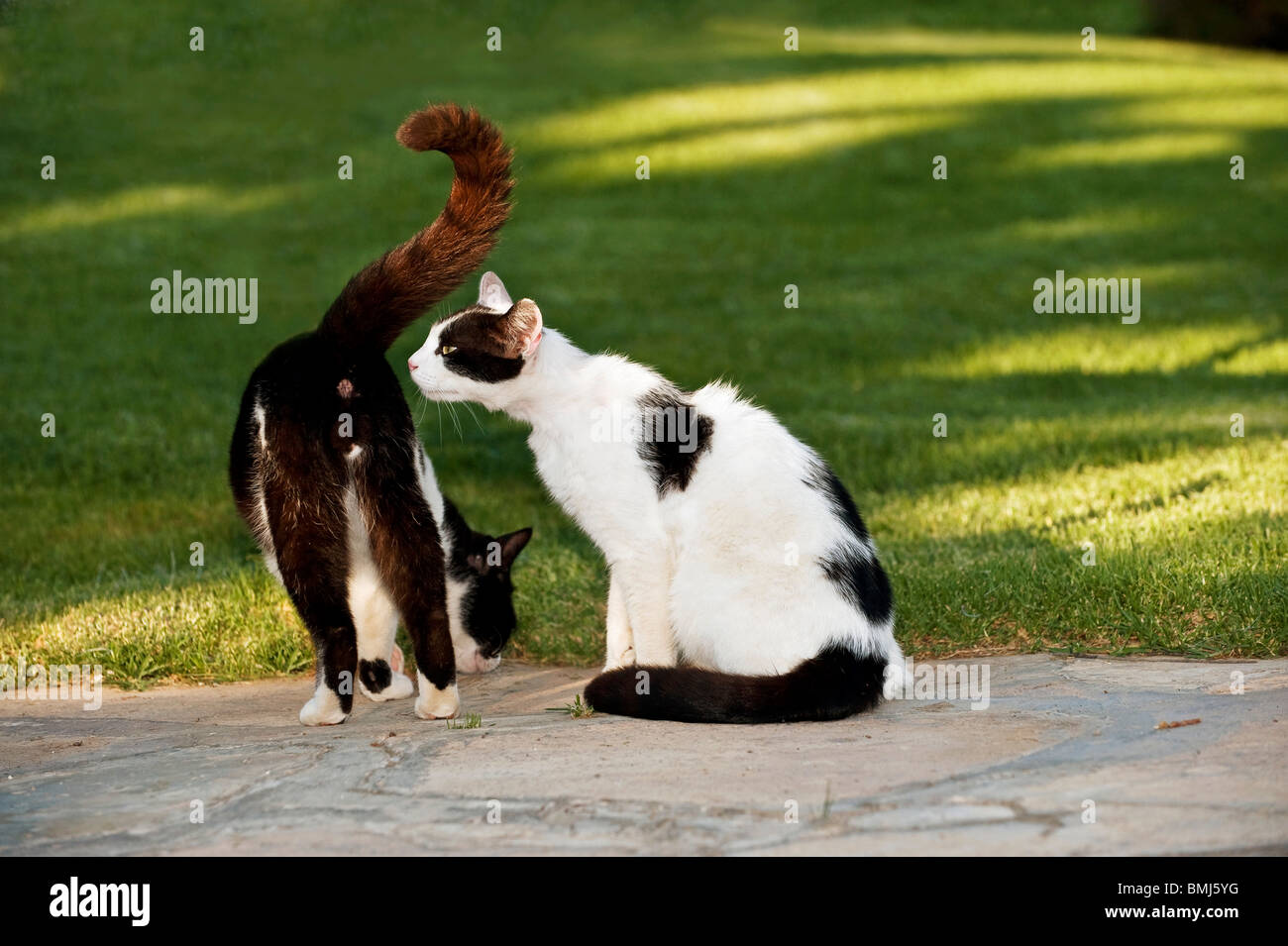 female cat sniffing at male cat Stock Photo