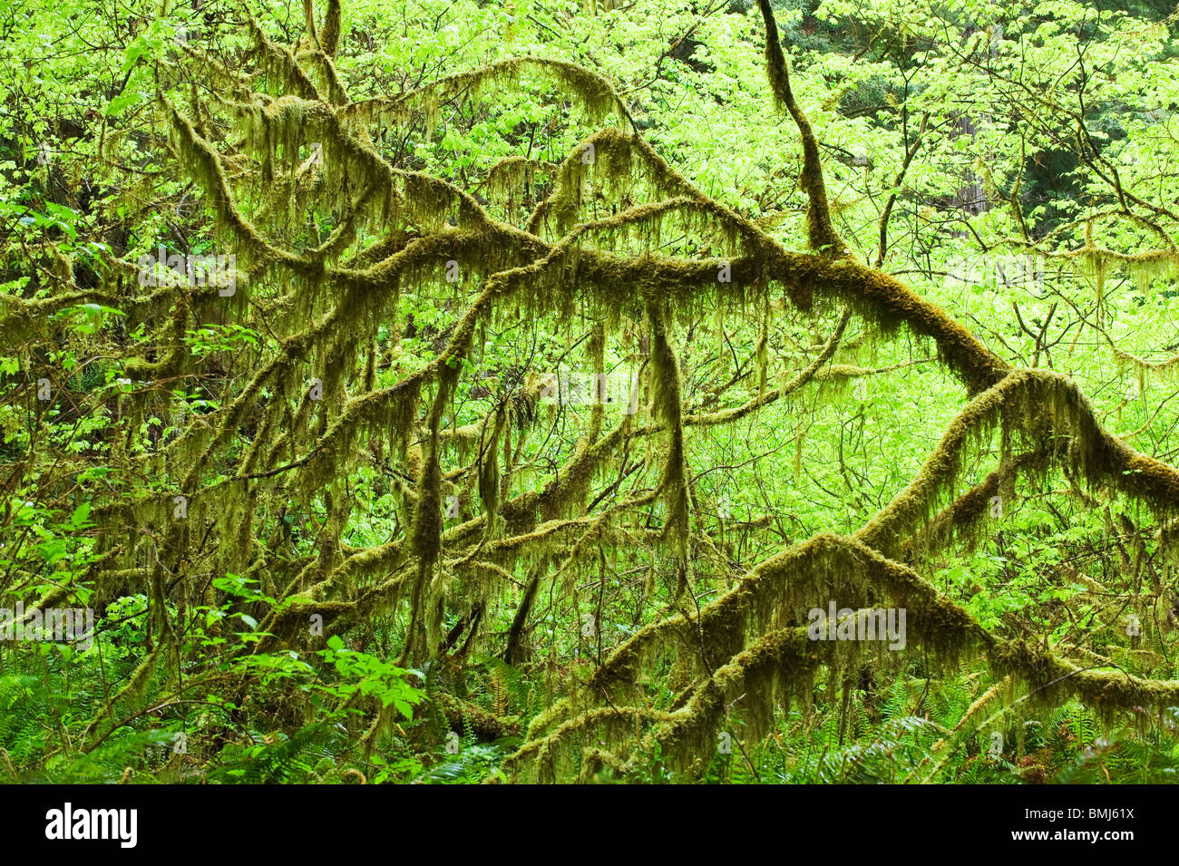 Vine Maple (Acer circinatum) Redwood National park, California USA Stock Photo