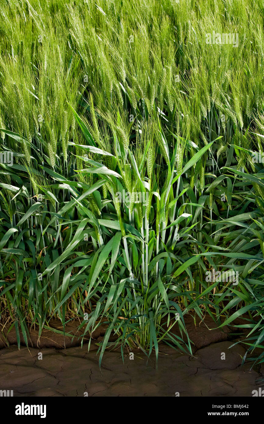 Maturing wheat field in the Imperial Valley, California, USA Stock Photo
