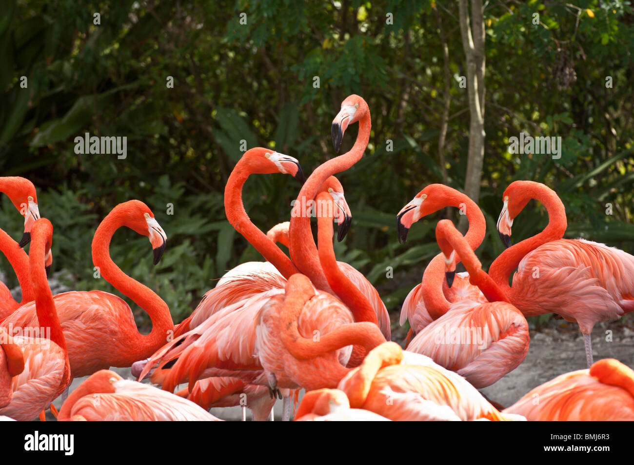 Colourful flamingos hi-res stock photography and images - Alamy