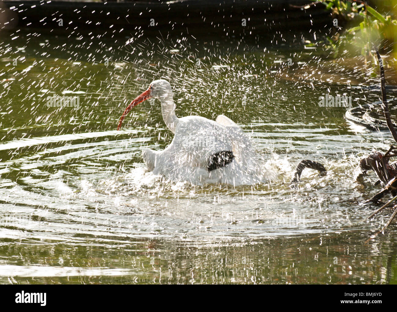 WHITE IBIS TAKING A BATH Stock Photo Alamy