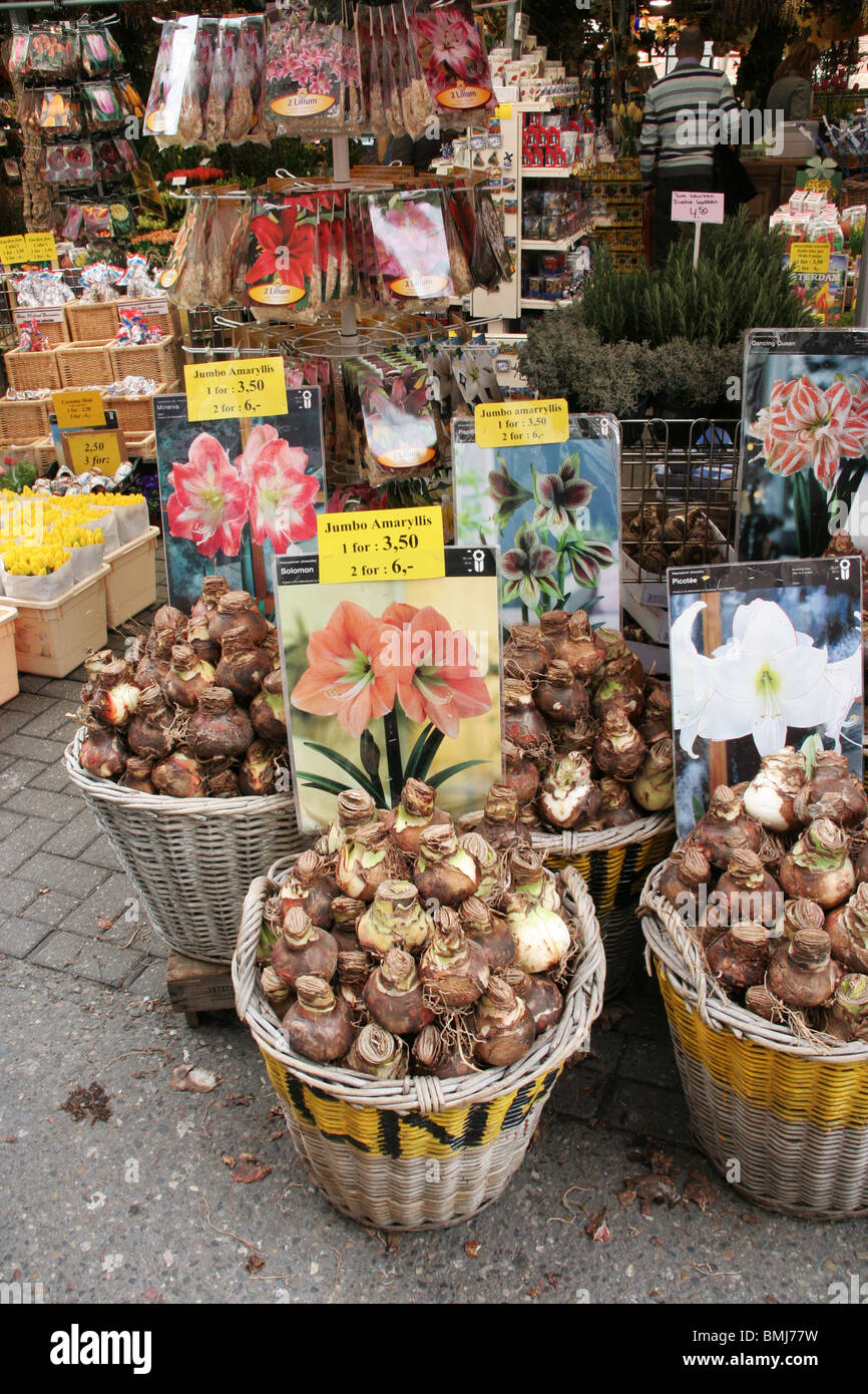 Tulip plants and flower market in Amsterdam, Netherlands ( Holland ). Europe Stock Photo Alamy