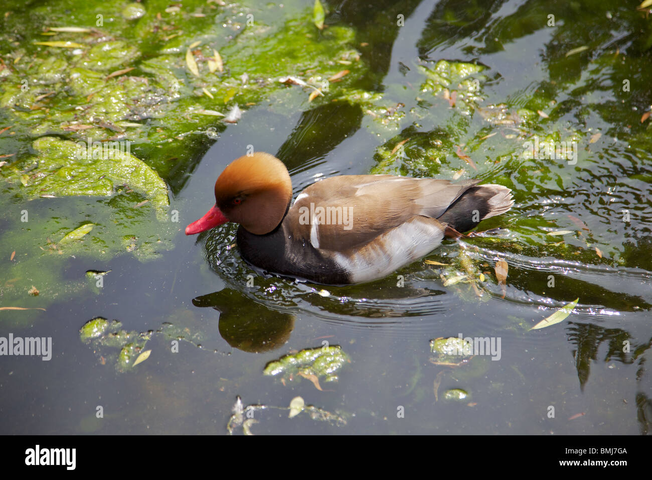 A Red-crested Pochard in a pond in London Stock Photo
